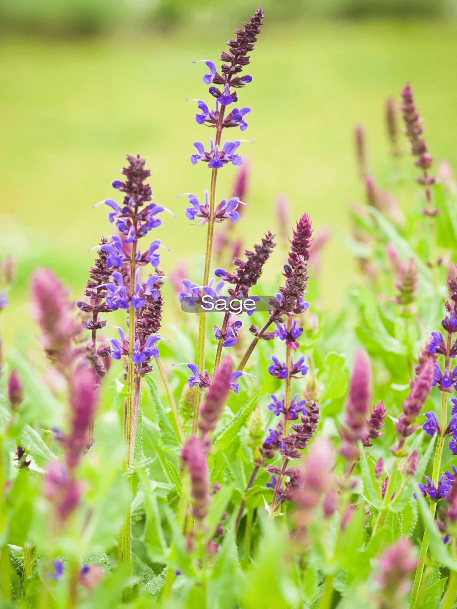Salvia — Corn Hill Nursery